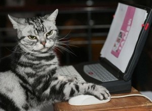 gatti-al-computer