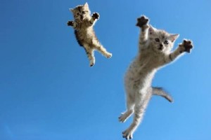 gattini-saltano